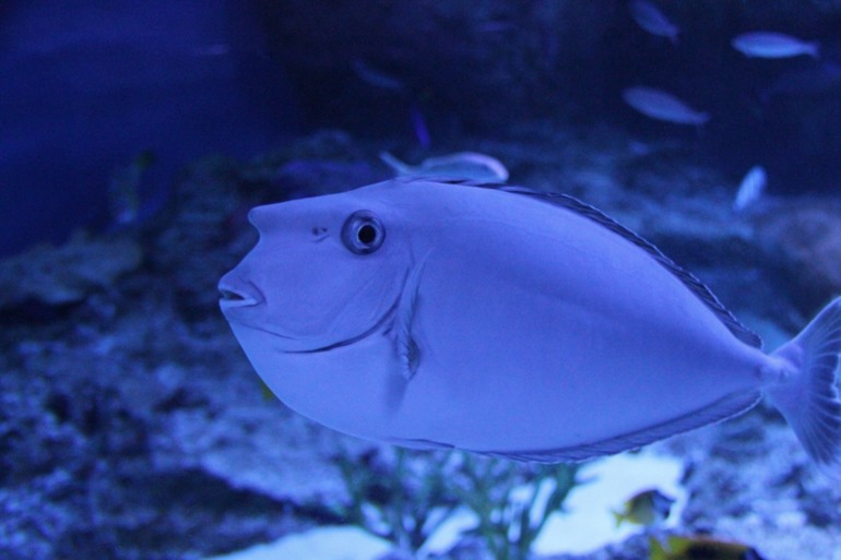 Шоу дельфинов...