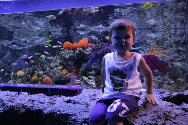 Шоу дельфинов...