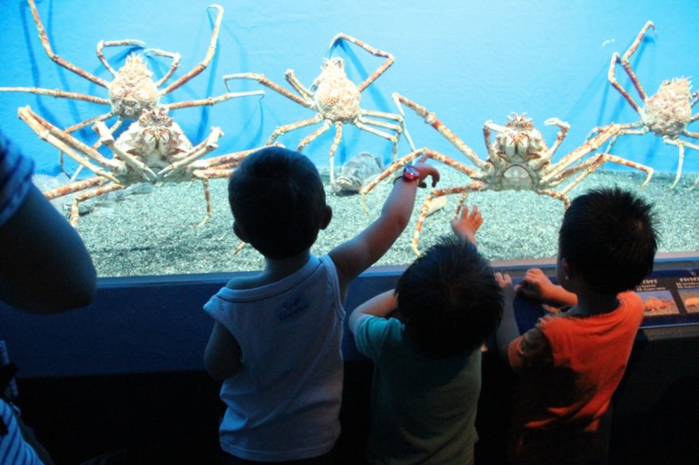 Шоу дельфинов...