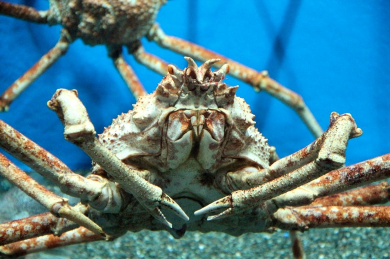 Шоу дельфинов...