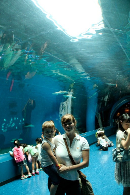 Шоу дельфинов...