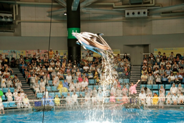 Шоу дельфинов...