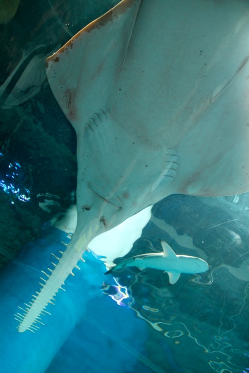 Шоу дельфинов...