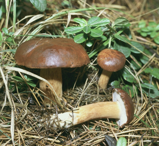 а я тут с грибочками вожусь)