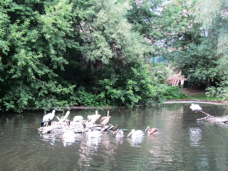 Moscow Zoo 19.06.2013