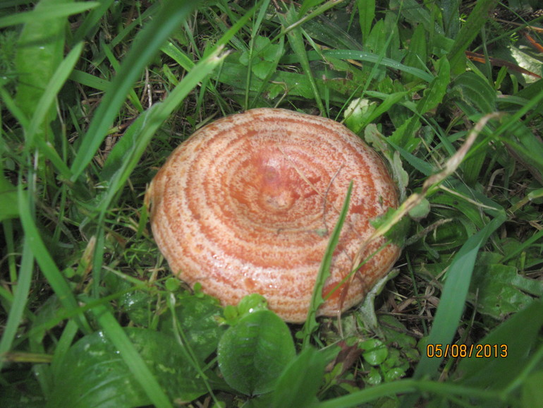 a2b4a9cd455ecc61dec6e3d23ef7bb60.jpg