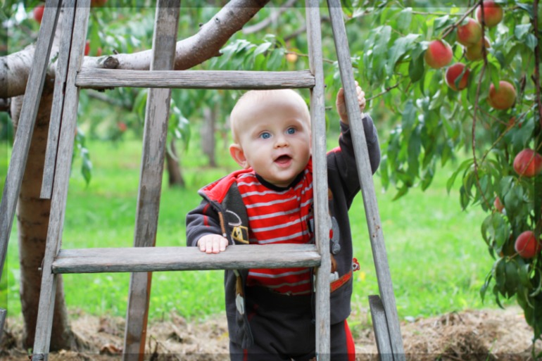 На фруктовой ферме