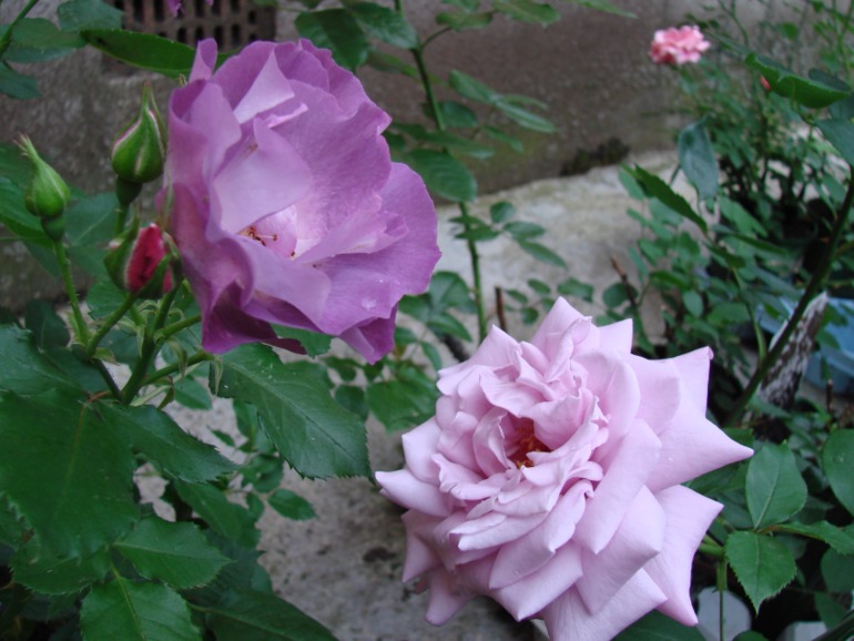 9b7ab53309c4da9ccebb5783d6825c22.jpg