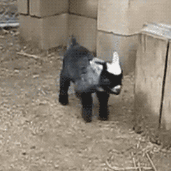 e32ede8dc1a5af520ee8531f59c9cb05.gif