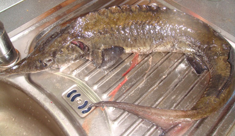 Еда на пляже (ностальгическое)