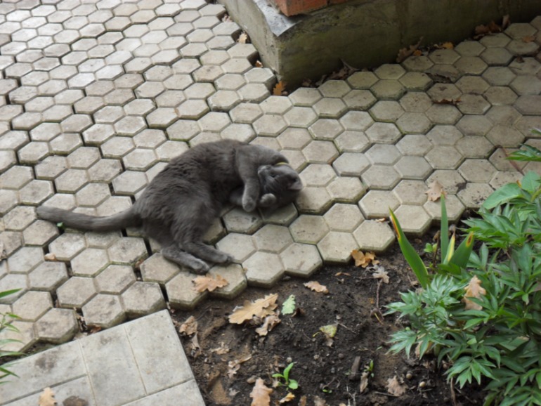 фотки в саду 7-8 сентября )