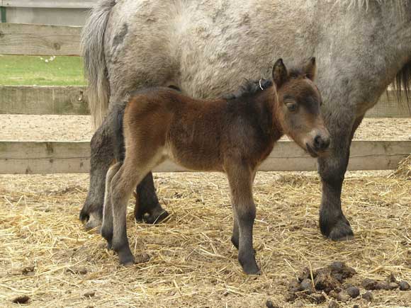 Балашихинский район