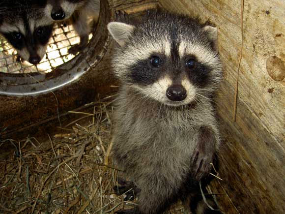 Балашихинский район