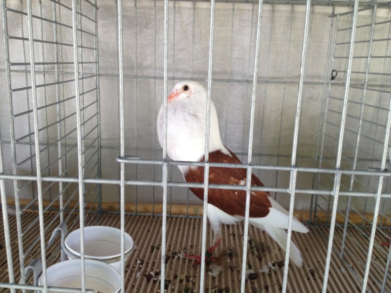 abc7762168ffc04cc1768349ed67b153.jpg