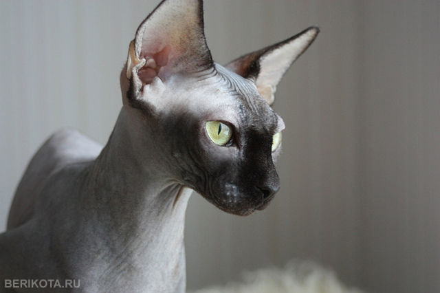 или ребенок или...