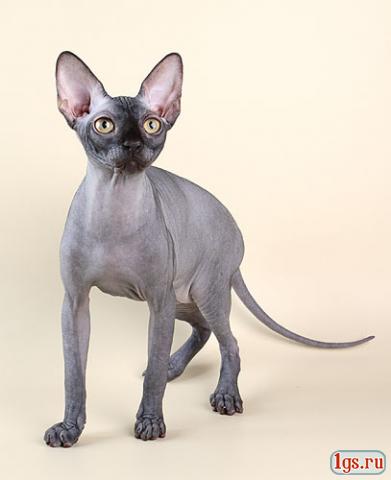 или ребенок или...