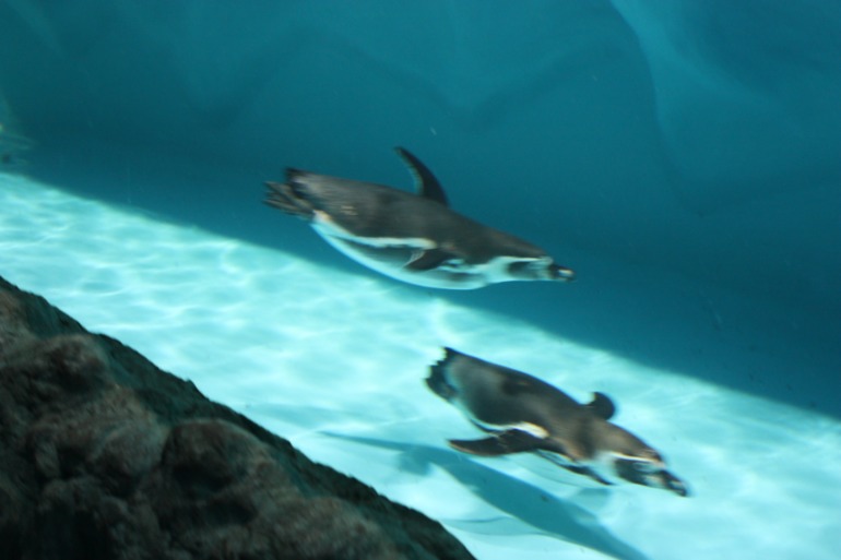 океанариум, трц рио