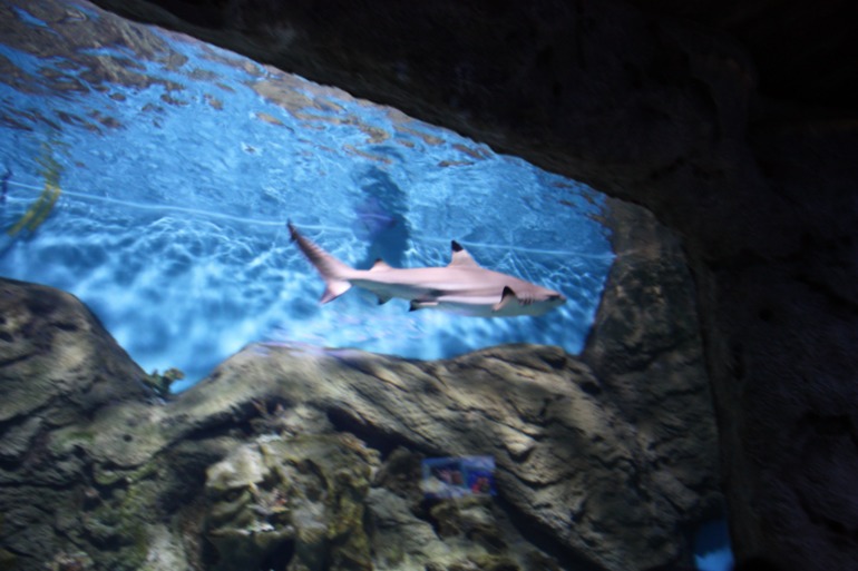 океанариум, трц рио