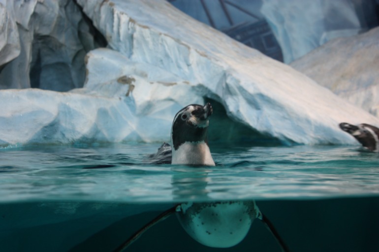 океанариум, трц рио