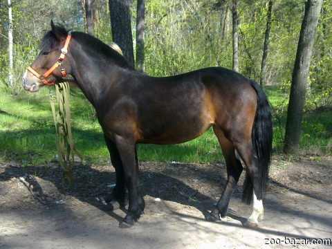 Первое занятие в конюшне