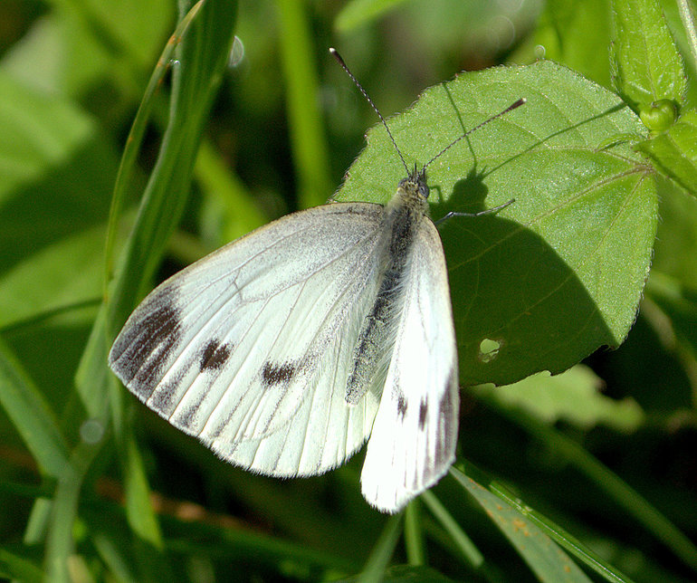 Садик-садик