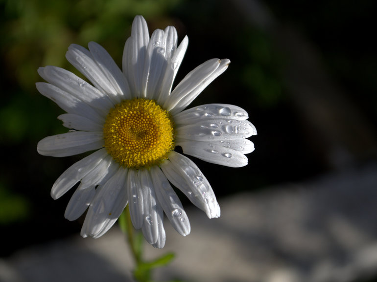 Садик-садик