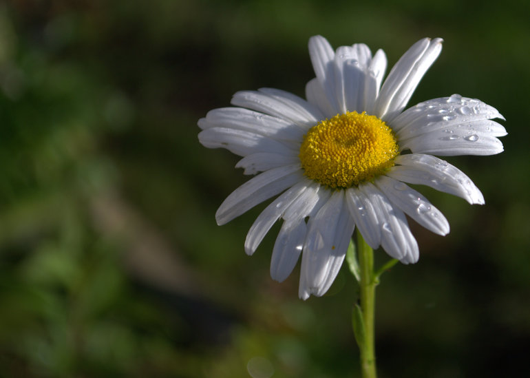Садик-садик