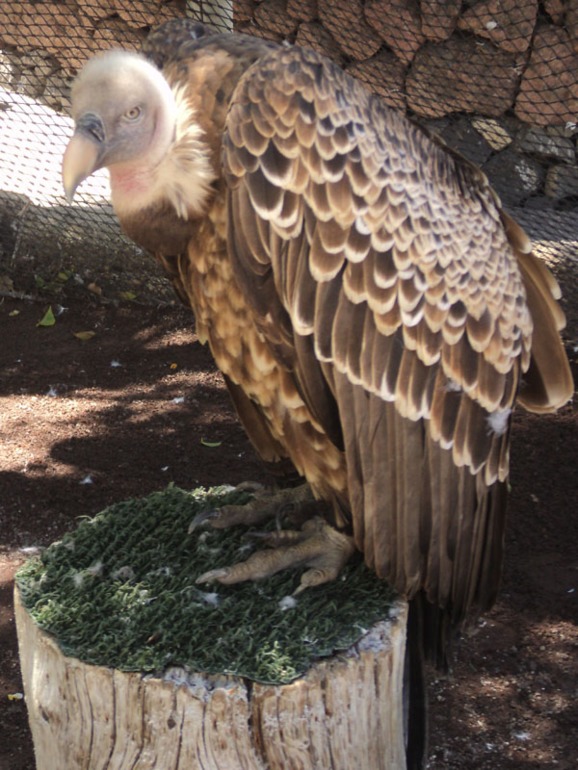 Тенерифе 2013. Джангл-парк.