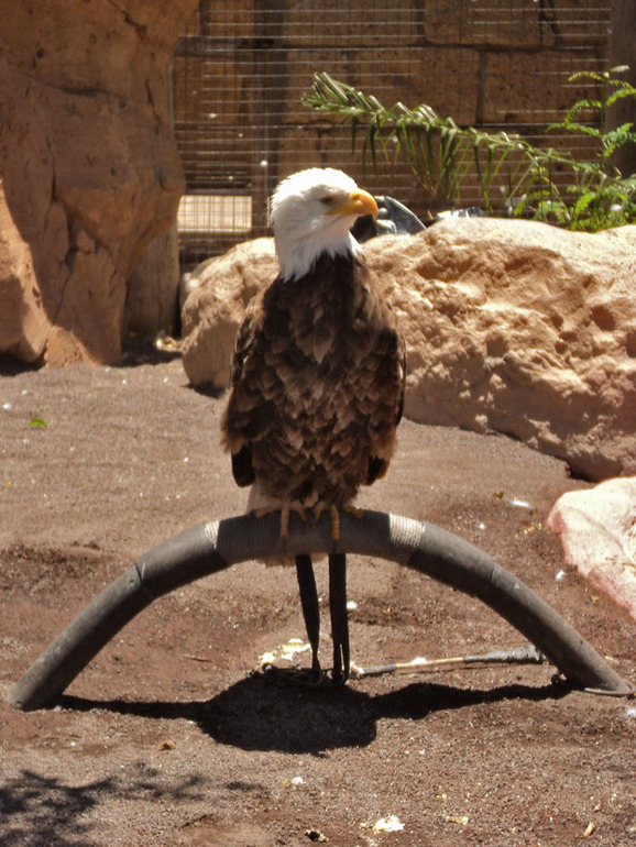 Тенерифе 2013. Джангл-парк.