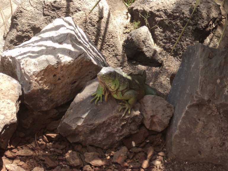 Тенерифе 2013. Джангл-парк.