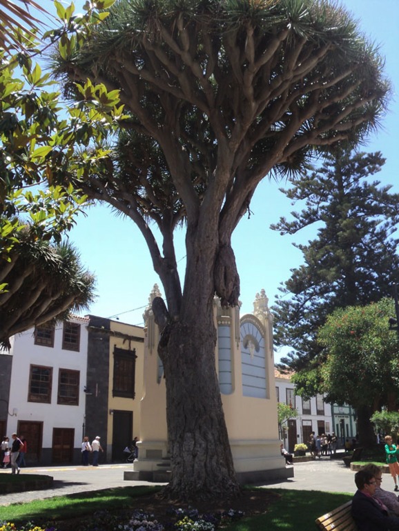 Тенерифе 2013. Ла Лагуна.