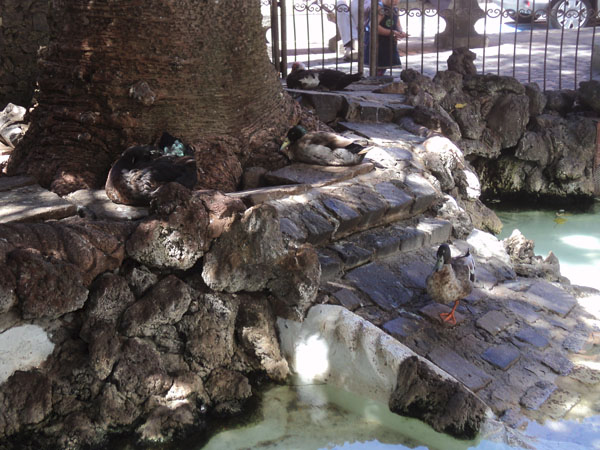 Тенерифе 2013. Ла Лагуна.