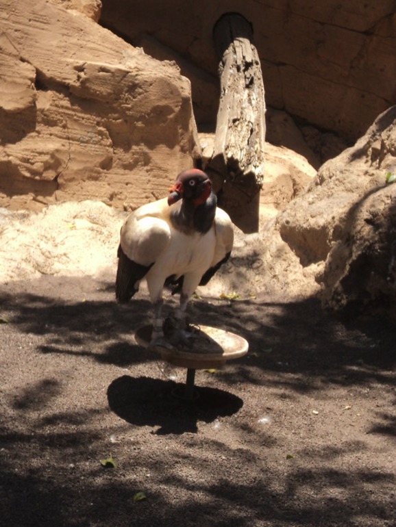 Тенерифе 2013. Джангл-парк.