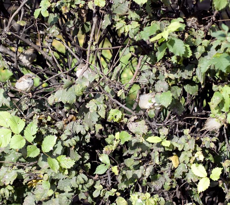 Посчитать воробьев!