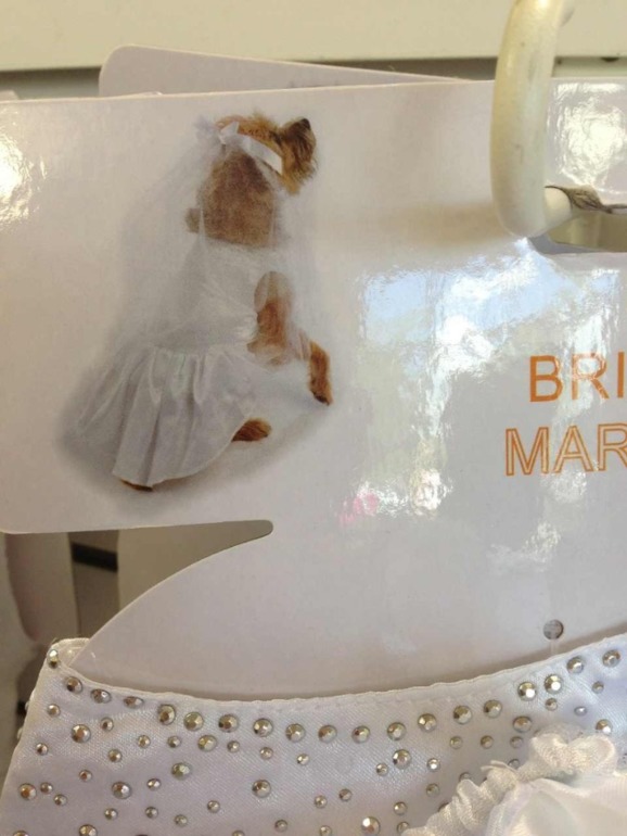 Принимаю заказики на костюмчики для ваших любимчиков! )))