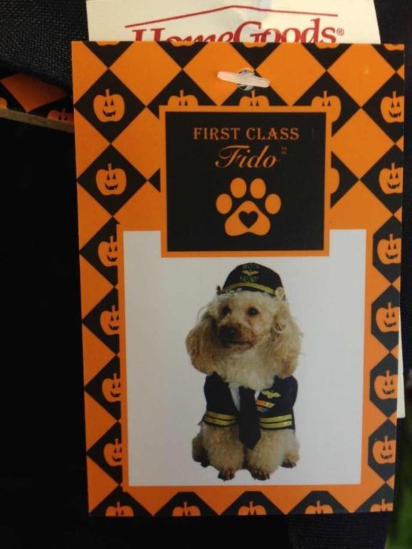 Принимаю заказики на костюмчики для ваших любимчиков! )))