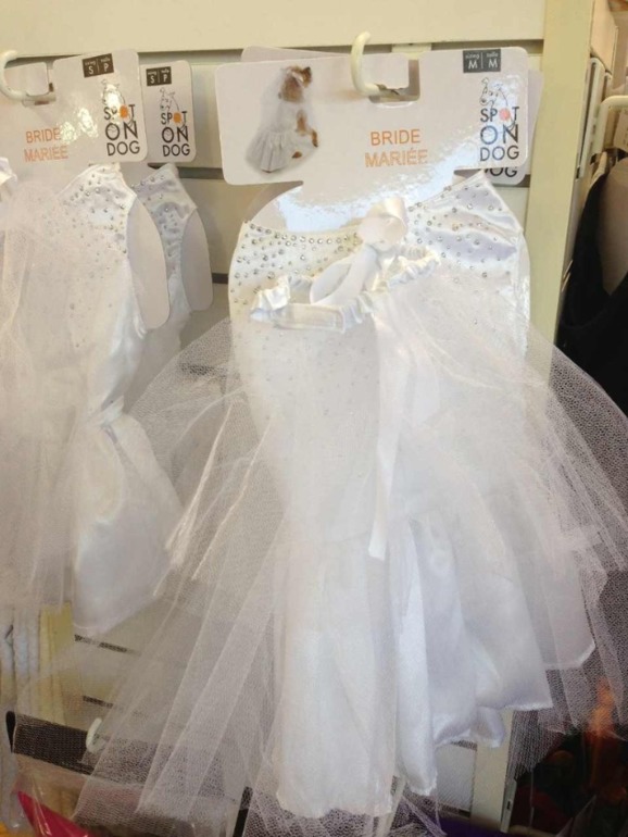 Принимаю заказики на костюмчики для ваших любимчиков! )))