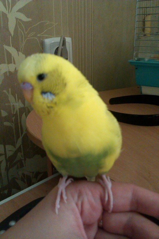 Возвращение блудного попугая.