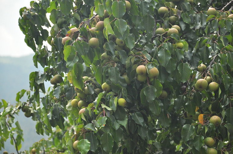 Часть седьмая. Сванетия.