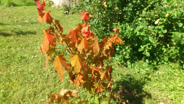Мои кусочки лета)
