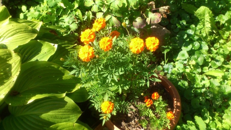 Мои кусочки лета)