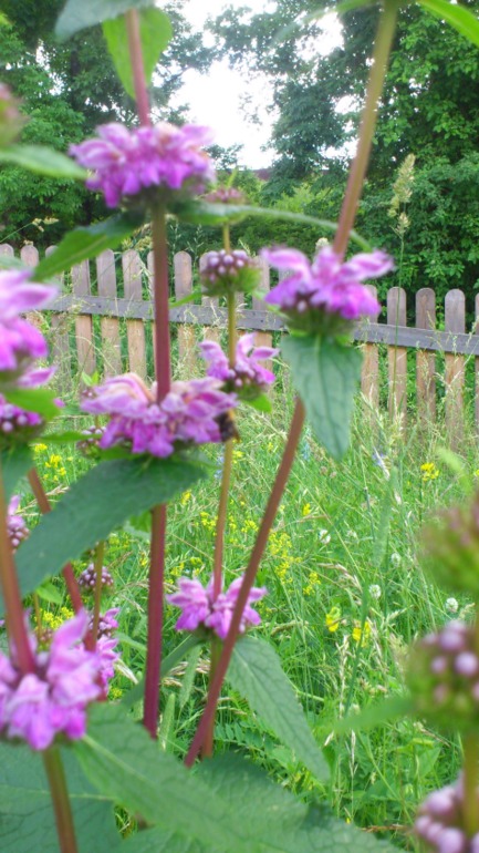 Мои кусочки лета)