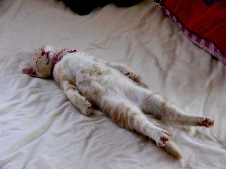 Самую большую силу притяжения имеет кровать утром