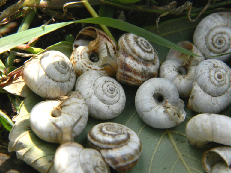 Счётные улитки