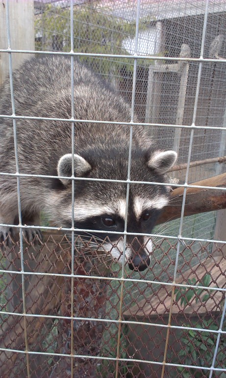 Ярославский зоопарк