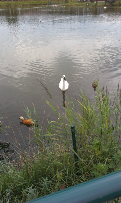 Ярославский зоопарк