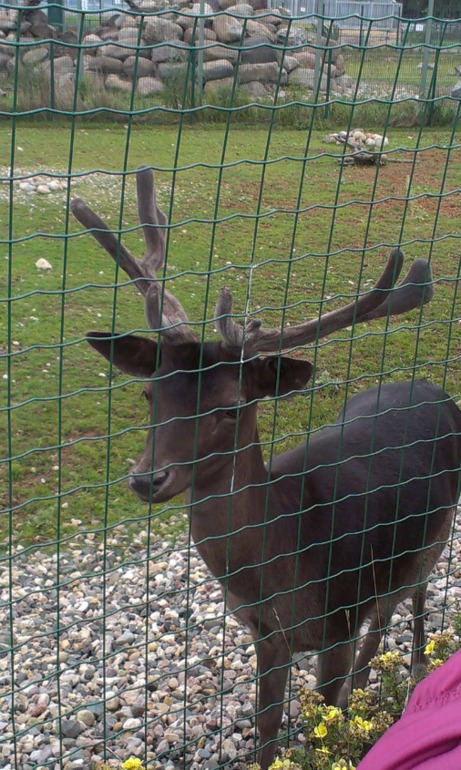 Ярославский зоопарк