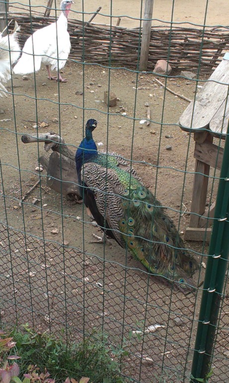 Ярославский зоопарк