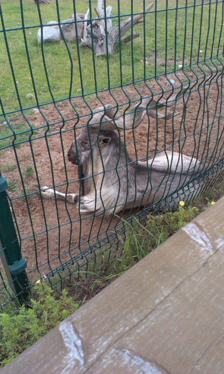 Ярославский зоопарк