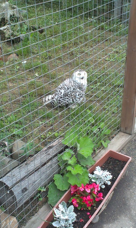 Ярославский зоопарк